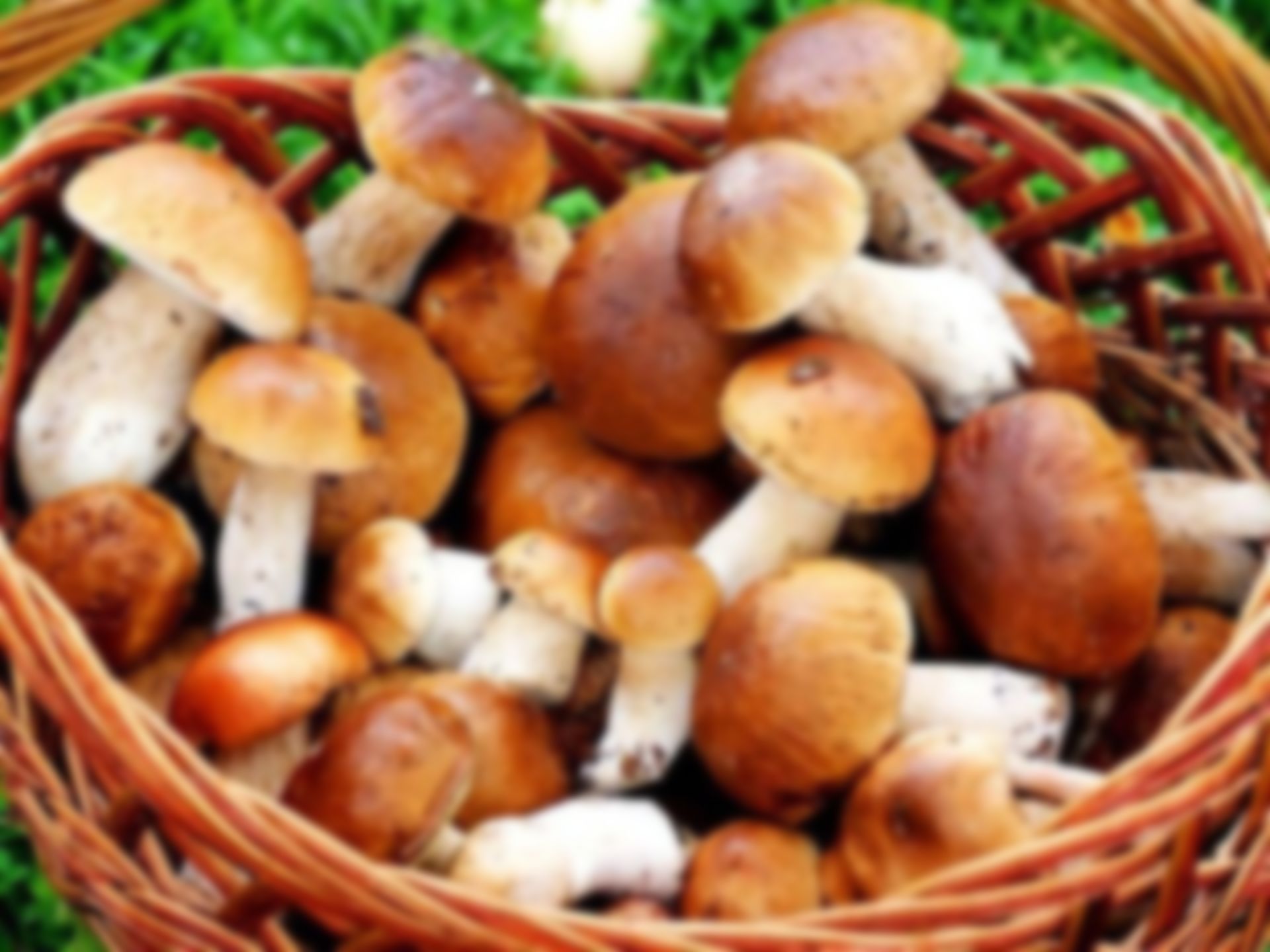 К чему снится собирать грибы для женщины