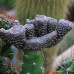   - Austrocylindropuntia Verschaffeltii