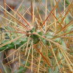  - Cylindropuntia