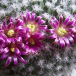  - Mammillaria