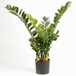  - Zamioculcas