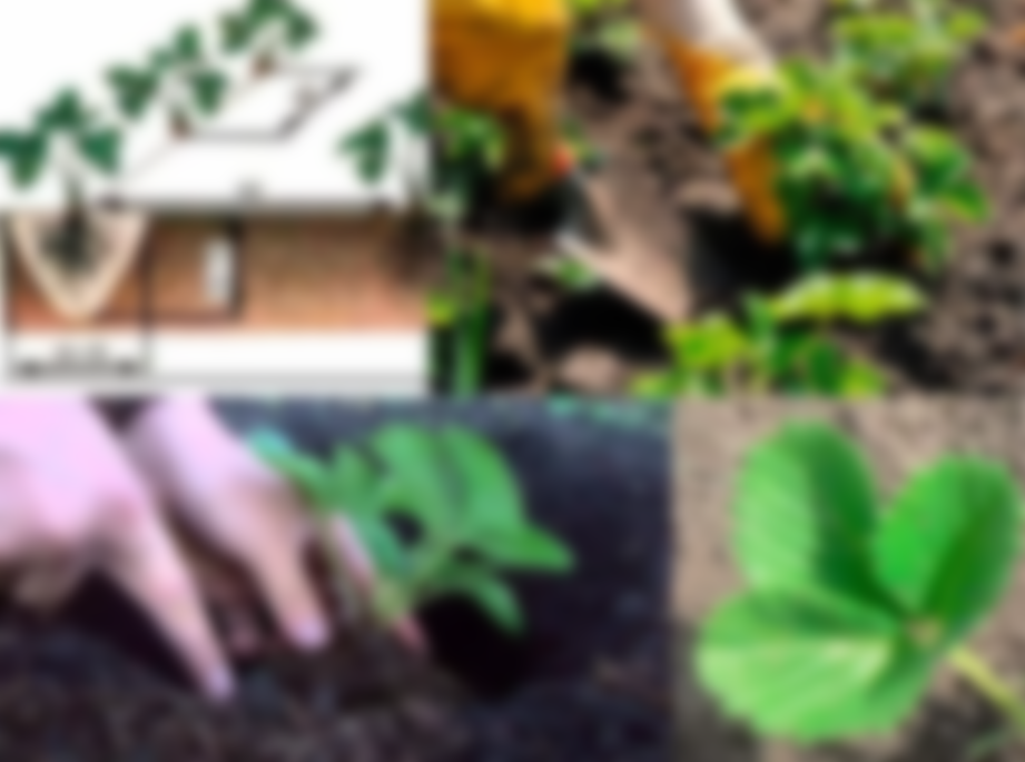 Как правильно сажать клубнику весной в открытый грунт рассадой фото пошагово в домашних условиях