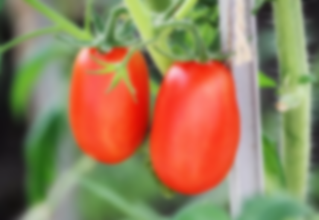 Стелющиеся помидоры для открытого грунта сорта с фото