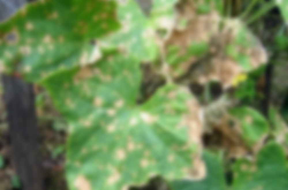 Болезни огурцов по листьям описание с фотографиями и способы лечения в открытом грунте