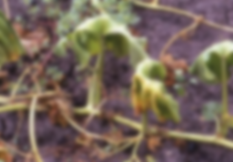 Болезни огурцов по листьям описание с фотографиями и способы лечения в открытом грунте