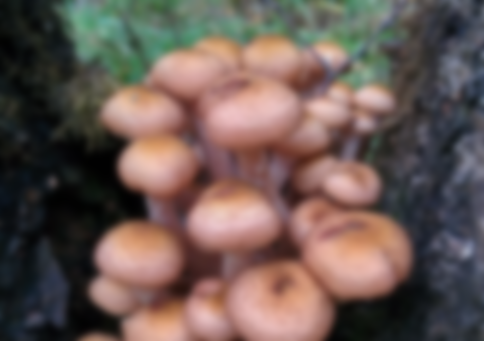 Грибы и ложные грибы фото