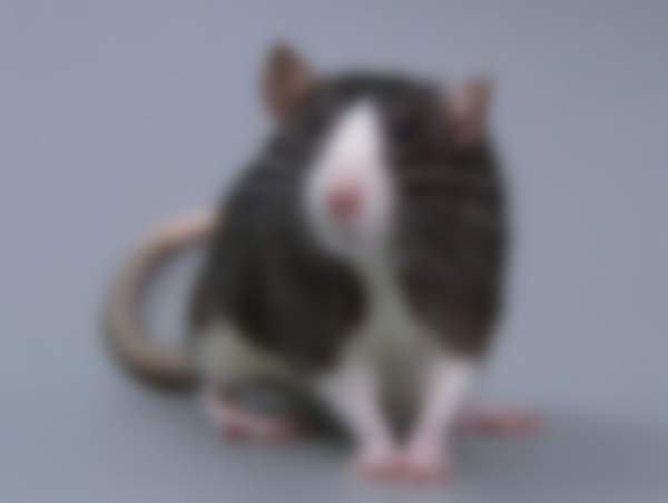 К чему снится нападающая крыса — 30 трактований сна по популярным сонникам