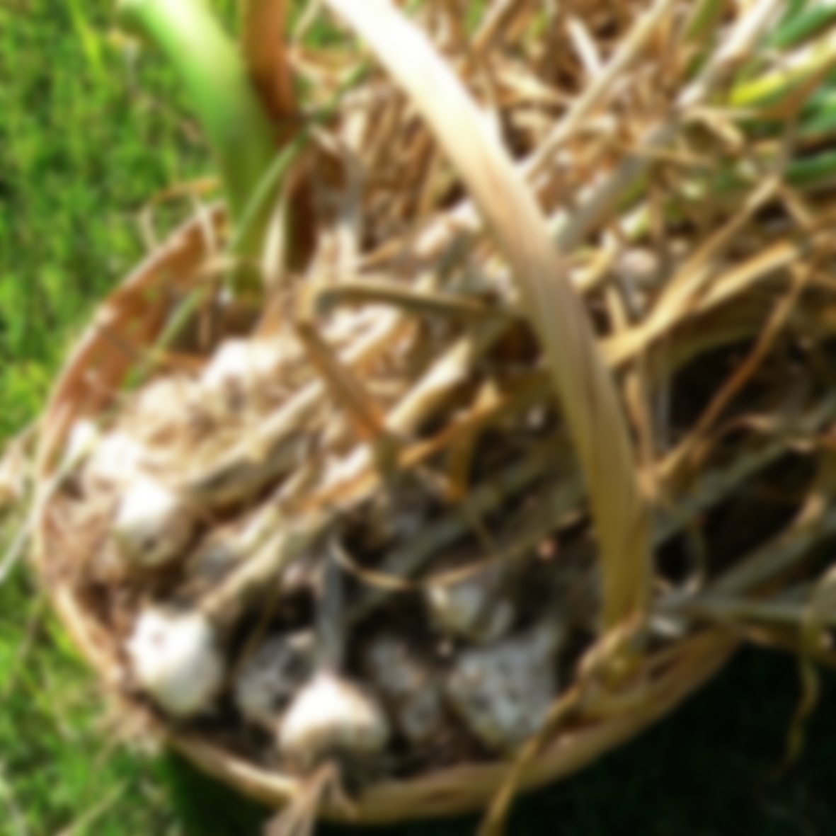 как узнать когда убирать чеснок зимний на урале. Harvested garlic in basket. как узнать когда убирать чеснок зимний на урале фото. как узнать когда убирать чеснок зимний на урале-Harvested garlic in basket. картинка как узнать когда убирать чеснок зимний на урале. картинка Harvested garlic in basket.