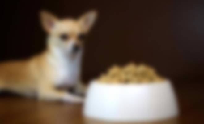 Чем кормить привередливую собаку чихуахуа