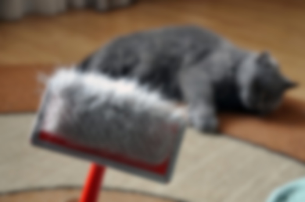 Как почистить кошачьи волосы в домашних условиях